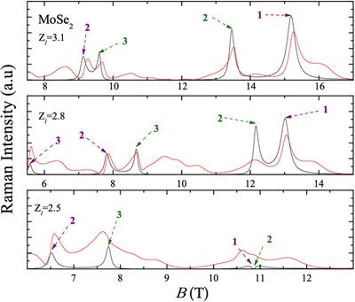 Transition metal dichalcogenides: magneto-polarons and resonant Raman scattering